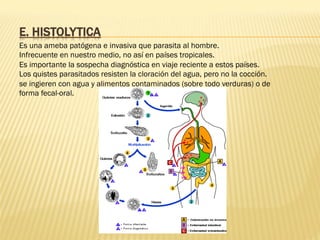 E. HISTOLYTICA
Es una ameba patógena e invasiva que parasita al hombre.
Infrecuente en nuestro medio, no así en países tropicales.
Es importante la sospecha diagnóstica en viaje reciente a estos países.
Los quistes parasitados resisten la cloración del agua, pero no la cocción.
se ingieren con agua y alimentos contaminados (sobre todo verduras) o de
forma fecal-oral.
 
