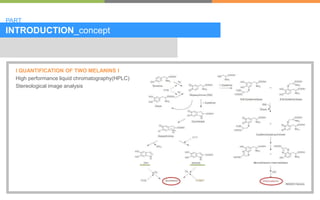 INTRODUCTION_concept
l QUANTIFICATION OF TWO MELANINS l
High performance liquid chromatography(HPLC)
Stereological image a...