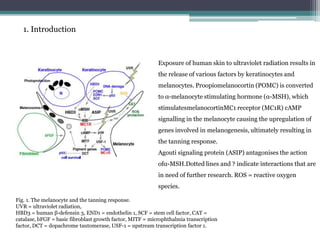 Fig. 1. The melanocyte and the tanning response.
UVR = ultraviolet radiation,
HBD3 = human β-defensin 3, END1 = endothelin...