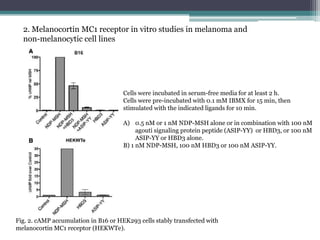2. Melanocortin MC1 receptor in vitro studies in melanoma and
non-melanocytic cell lines
Fig. 2. cAMP accumulation in B16 ...