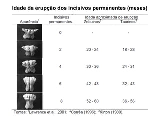 Idade da erupção dos incisivos permanentes (meses)
 