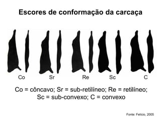 Escores de conformação da carcaça
Co = côncavo; Sr = sub-retilíneo; Re = retilíneo;
Sc = sub-convexo; C = convexo
Fonte: Felício, 2005
 