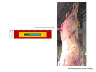 Slide cortesia de Eduardo Pedroso
 