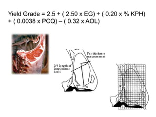 23
Yield Grade = 2.5 + ( 2.50 x EG) + ( 0.20 x % KPH)
+ ( 0.0038 x PCQ) – ( 0.32 x AOL)
 