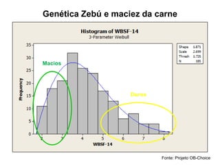 Genética Zebú e maciez da carne
Fonte: Projeto OB-Choice
Macios
Duros
 