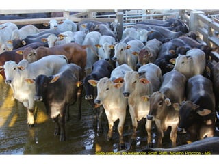 Slide cortesia de Alexandre Scaff Raffi, Novilho Precoce - MS
 