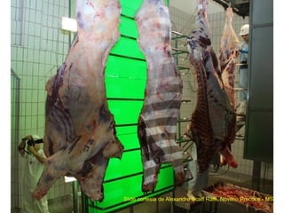 Slide cortesia de Alexandre Scaff Raffi, Novilho Precoce - MS
 