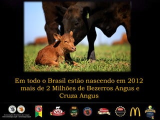 Em todo o Brasil estão nascendo em 2012
mais de 2 Milhões de Bezerros Angus e
Cruza Angus
 