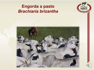 Engorda a pasto
Brachiaria brizantha
 