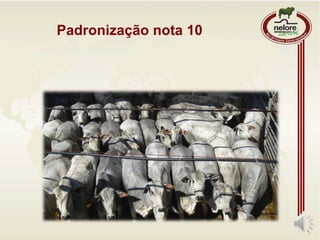 Padronização nota 10
 