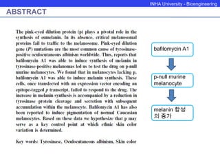 INHA University - Bioengineering
ABSTRACT
p-null murine
melanocyte
bafilomycin A1
melanin 합성
의 증가
 