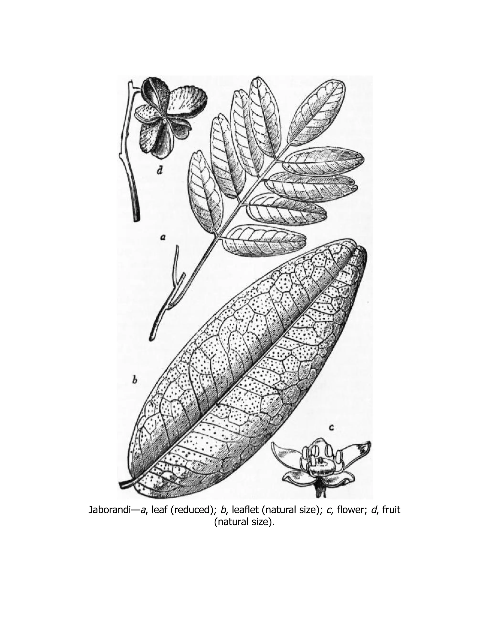 Jaborandi—a, leaf (reduced); b, leaflet (natural size); c, flower; d, fruit
(natural size).
 