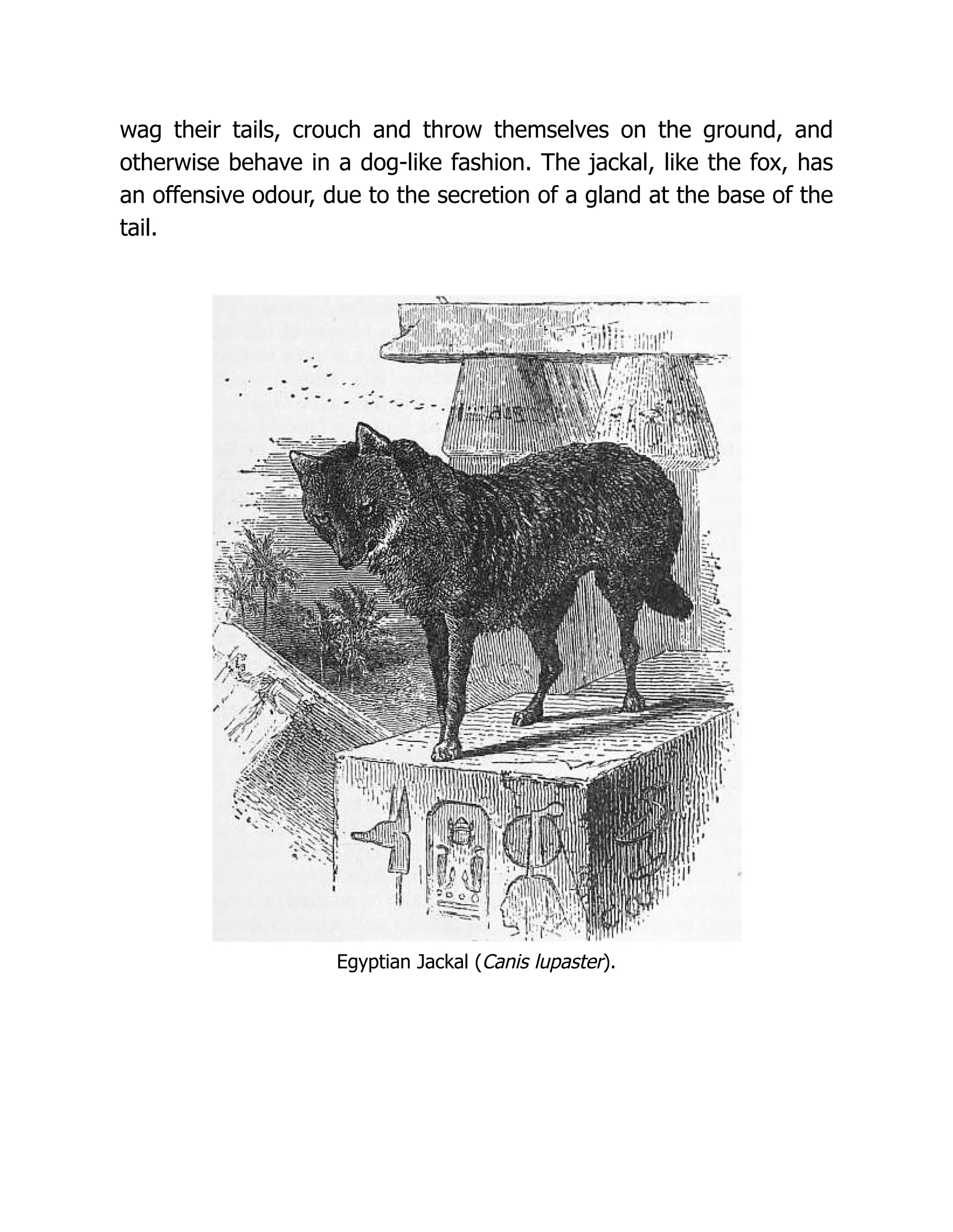 wag their tails, crouch and throw themselves on the ground, and
otherwise behave in a dog-like fashion. The jackal, like the fox, has
an offensive odour, due to the secretion of a gland at the base of the
tail.
Egyptian Jackal (Canis lupaster).
 