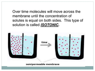 Over time molecules will move across the
membrane until the concentration of
solutes is equal on both sides. This type of
solution is called ISOTONIC.
 