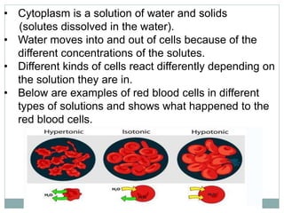 • Cytoplasm is a solution of water and solids
(solutes dissolved in the water).
• Water moves into and out of cells because of the
different concentrations of the solutes.
• Different kinds of cells react differently depending on
the solution they are in.
• Below are examples of red blood cells in different
types of solutions and shows what happened to the
red blood cells.
 