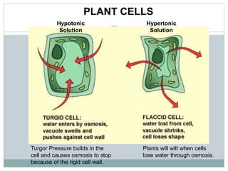 Turgor Pressure builds in the
cell and causes osmosis to stop
because of the rigid cell wall.
Plants will wilt when cells
lose water through osmosis.
Hypotonic
Solution
Hypertonic
Solution
PLANT CELLS
 