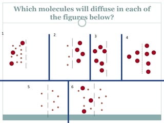 Which molecules will diffuse in each of
the figures below?
1 2 3 4
5 6
 