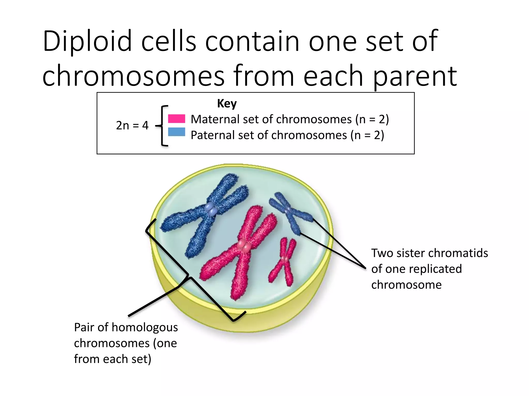 Diploid cells contain one set of
chromosomes from each parent
Two sister chromatids
of one replicated
chromosome
Pair of homologous
chromosomes (one
from each set)
Key
Maternal set of chromosomes (n = 2)
Paternal set of chromosomes (n = 2)
2n = 4
 