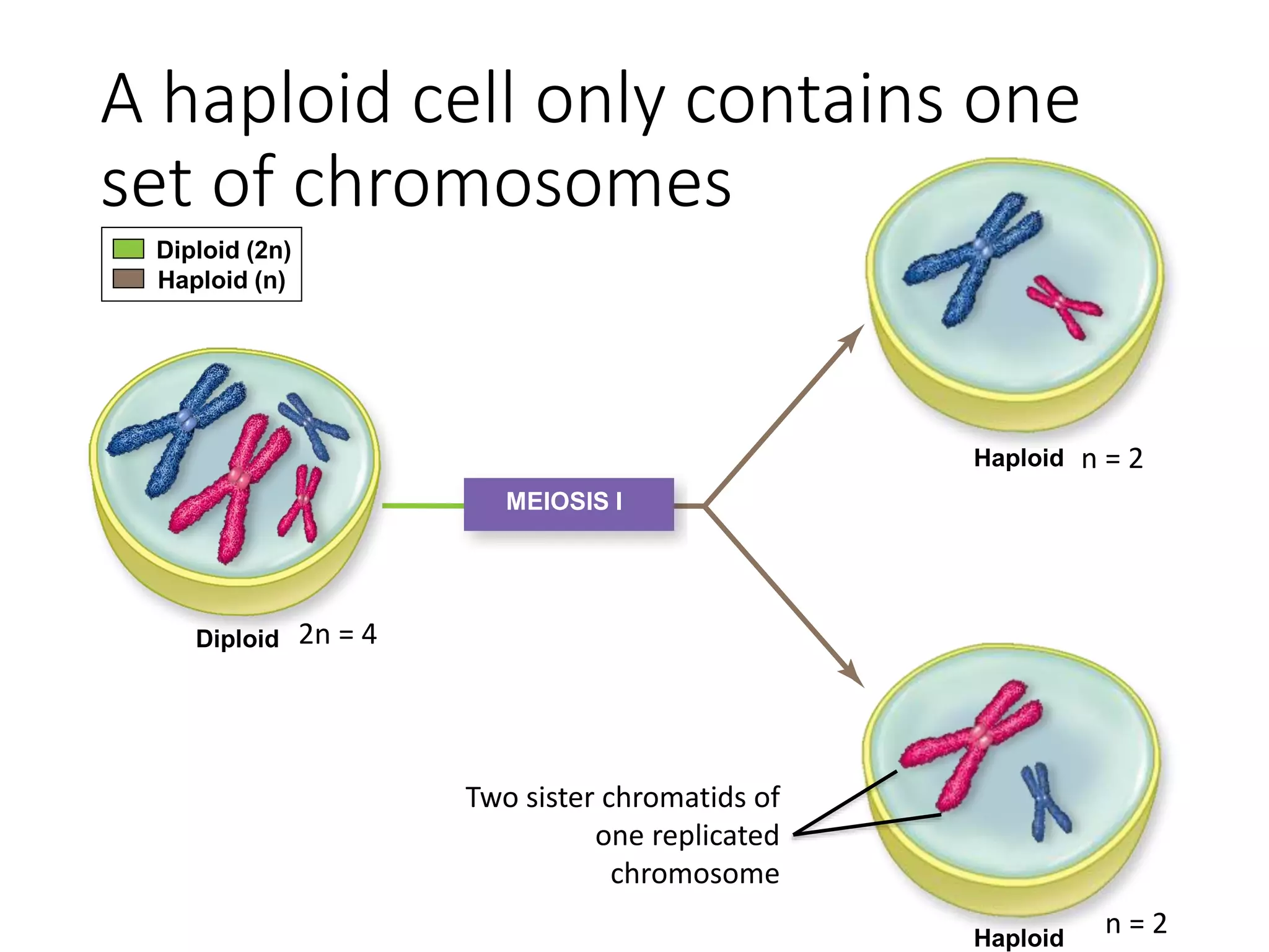 A haploid cell only contains one
set of chromosomes
Haploid
Haploid
Diploid
Diploid (2n)
Haploid (n)
MEIOSIS I
2n = 4
n = 2
n = 2
Two sister chromatids of
one replicated
chromosome
 