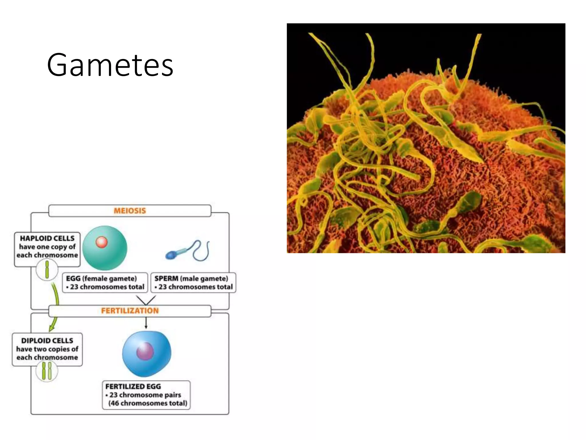 Gametes
 