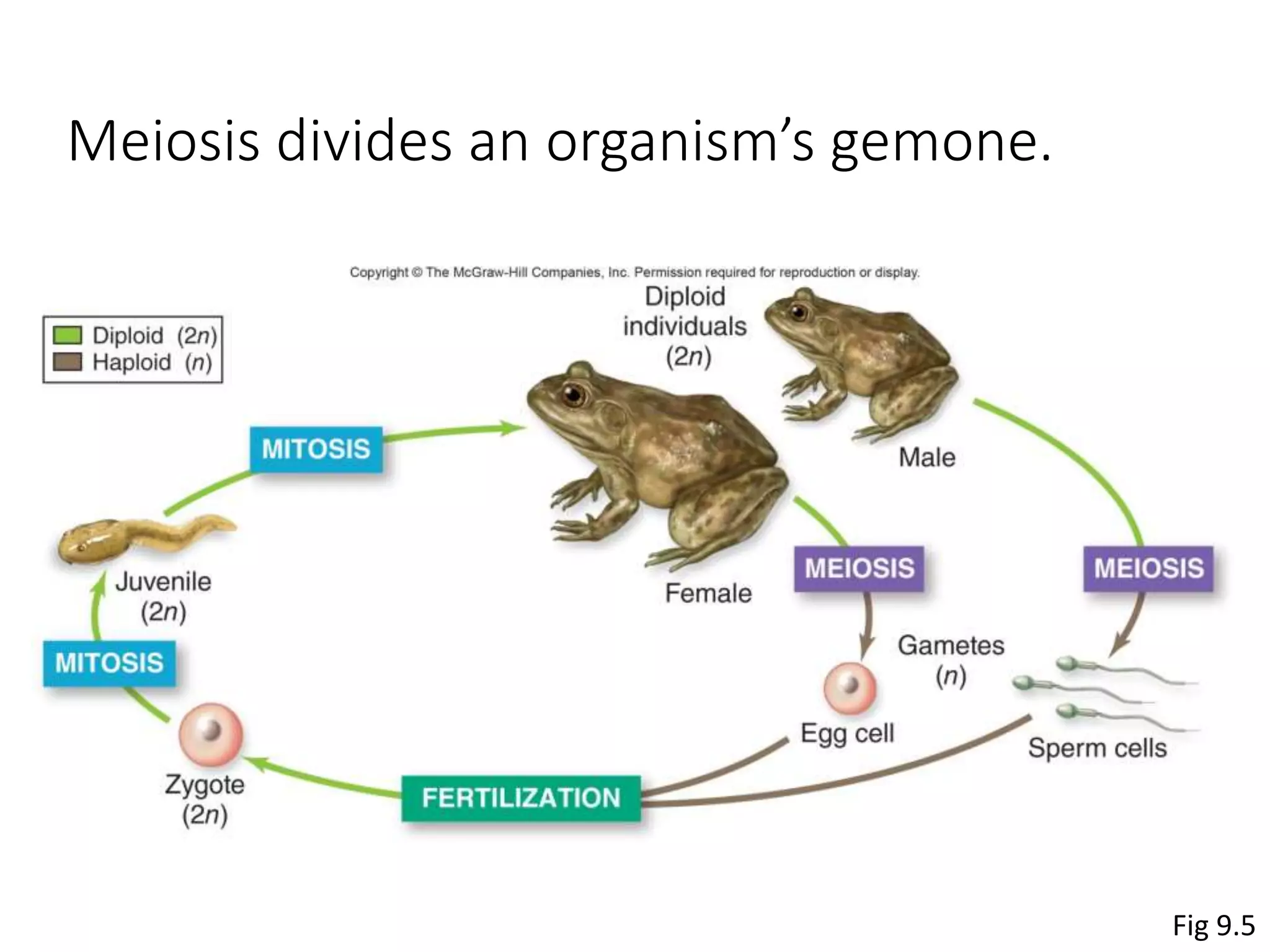 Meiosis divides an organism’s gemone.
Fig 9.5
 