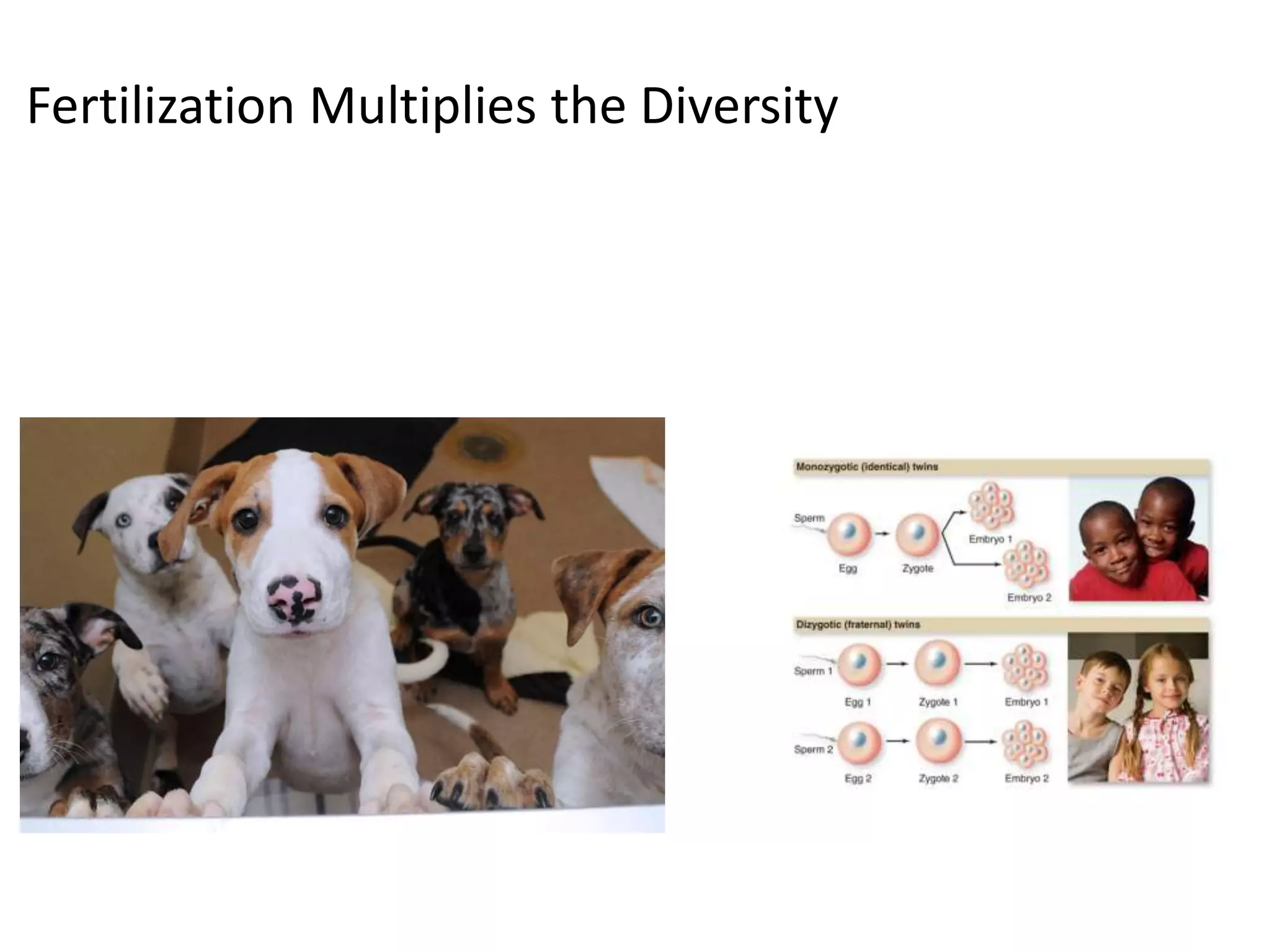 Fertilization Multiplies the Diversity
 