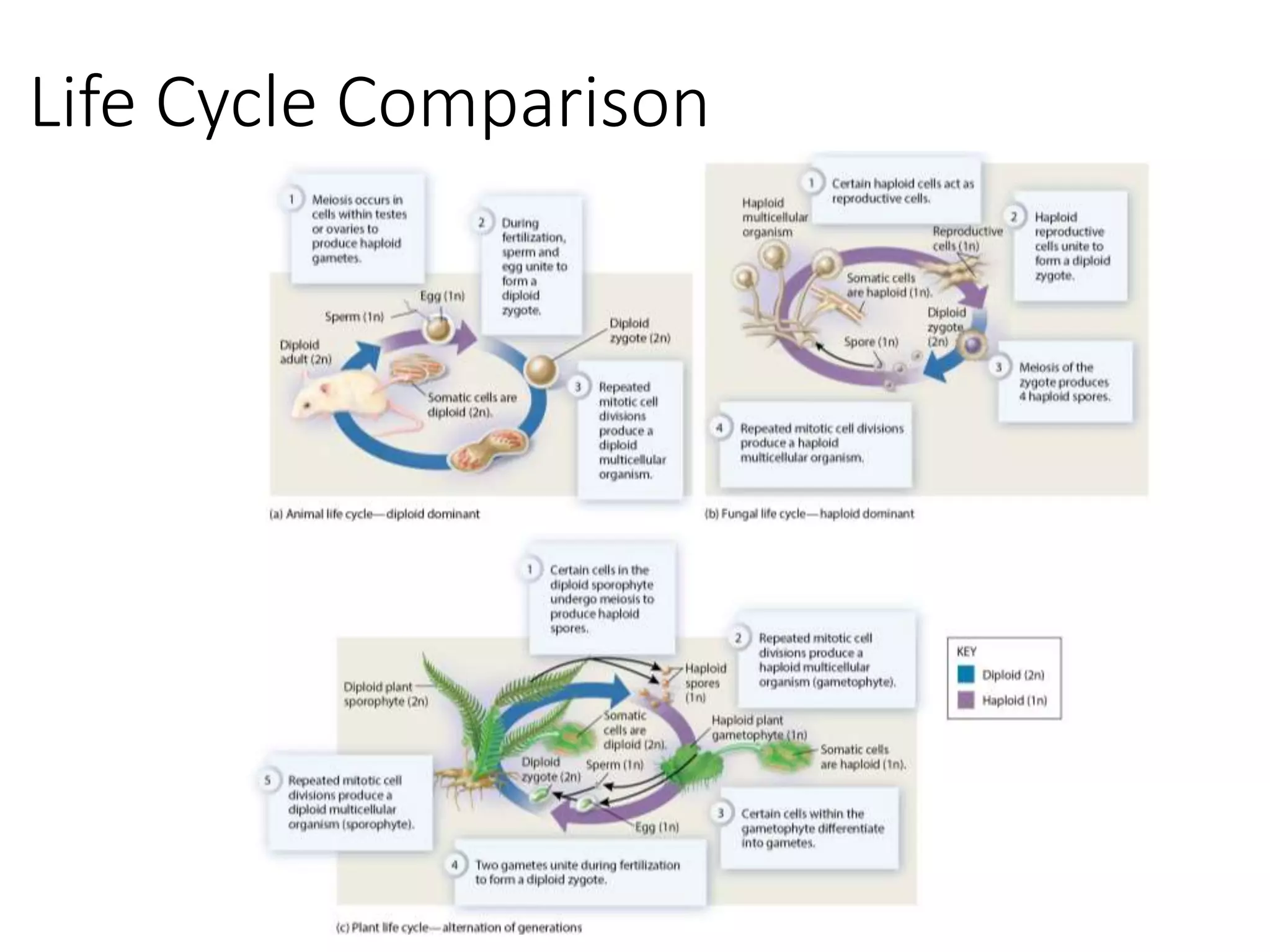 Life Cycle Comparison
 