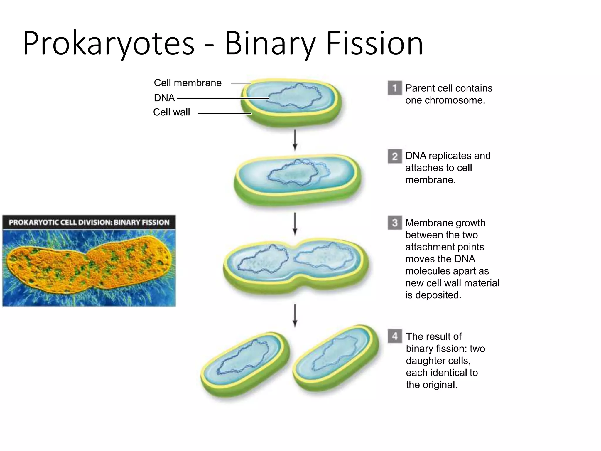 Cell membrane
DNA
Cell wall
Parent cell contains
one chromosome.
DNA replicates and
attaches to cell
membrane.
Membrane growth
between the two
attachment points
moves the DNA
molecules apart as
new cell wall material
is deposited.
The result of
binary fission: two
daughter cells,
each identical to
the original.
Prokaryotes - Binary Fission
 