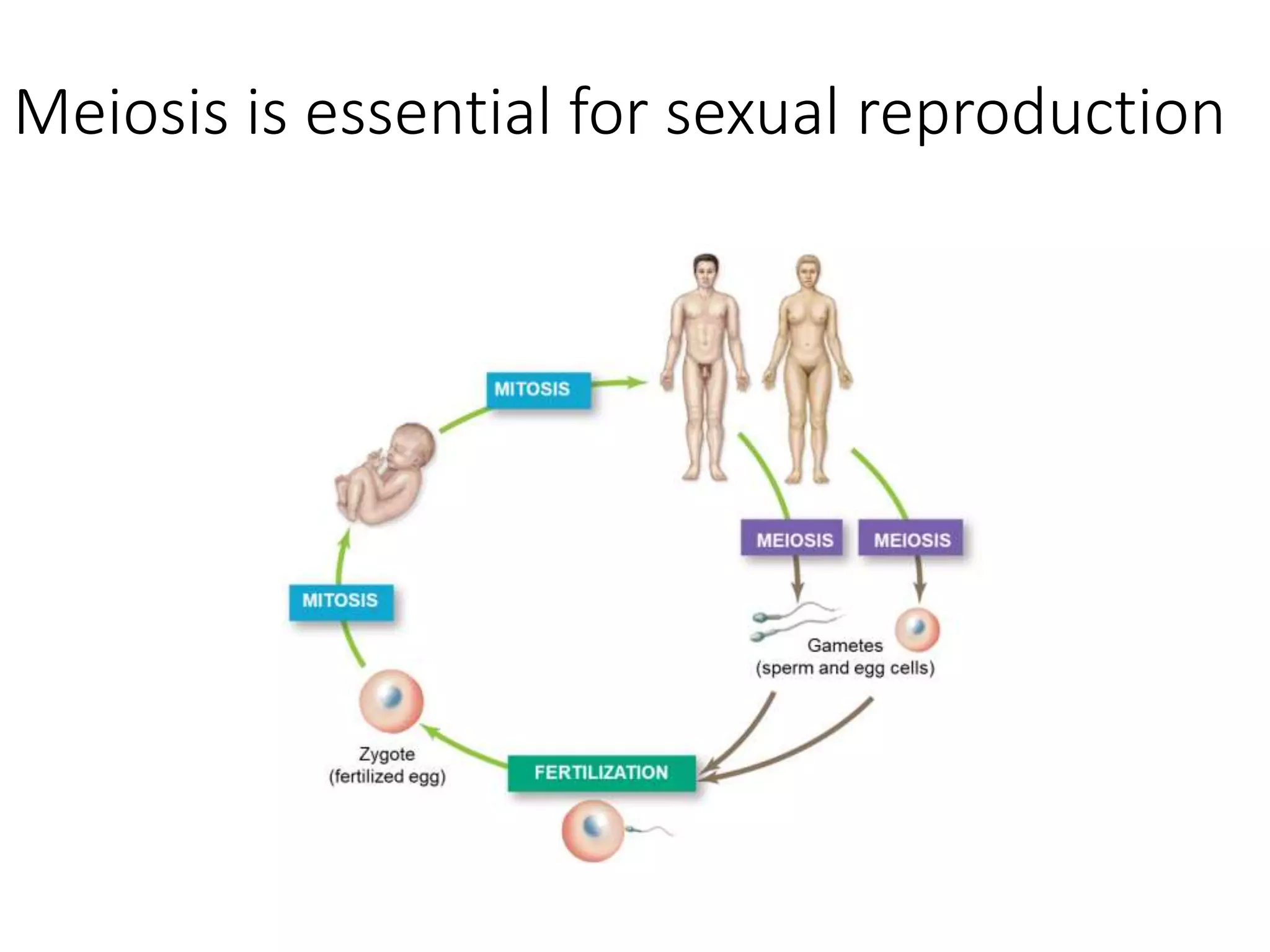 Meiosis is essential for sexual reproduction
 