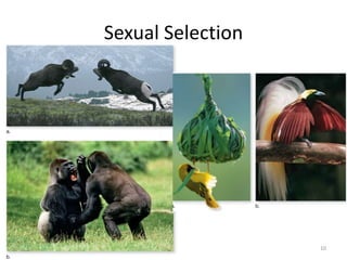 Sexual Selection
10
 