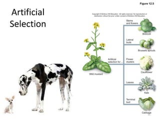 Figure 12.5
Artificial
Selection
11
 