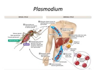 Plasmodium
17
 