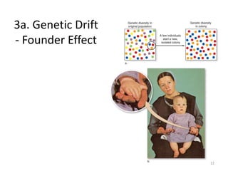 3a. Genetic Drift
- Founder Effect
22
 