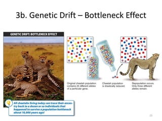 3b. Genetic Drift – Bottleneck Effect
23
 