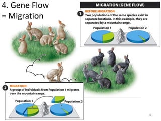4. Gene Flow
= Migration
24
 