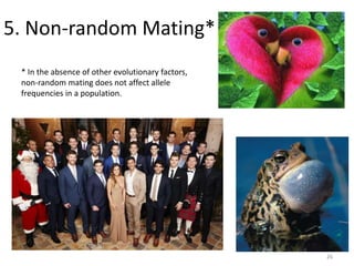 5. Non-random Mating*
* In the absence of other evolutionary factors,
non-random mating does not affect allele
frequencies in a population.
26
 