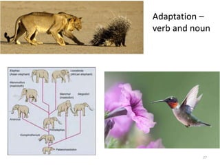 Adaptation –
verb and noun
27
 
