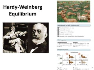 Hardy-Weinberg
Equilibrium
29
 