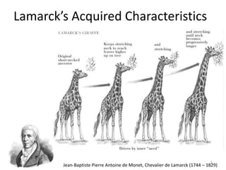 Lamarck’s Acquired Characteristics
Jean-Baptiste Pierre Antoine de Monet, Chevalier de Lamarck (1744 – 1829)
5
 