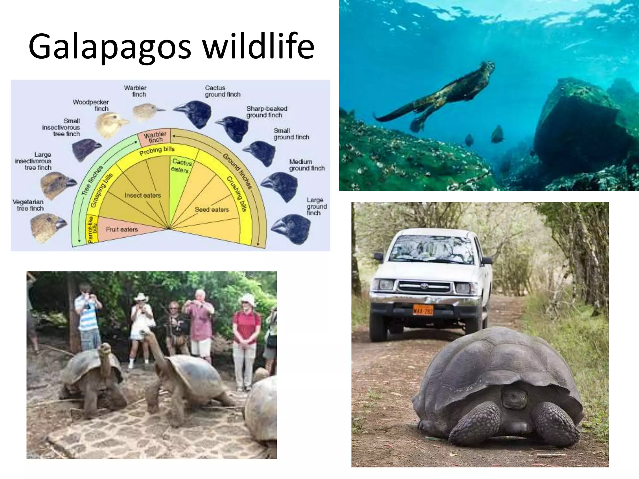 Galapagos wildlife
 