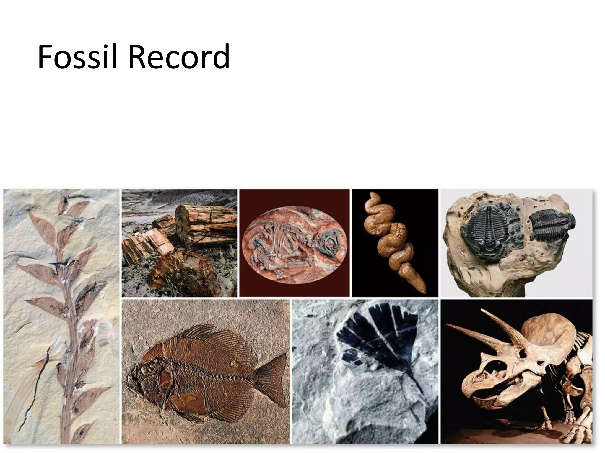 Fossil Record
 