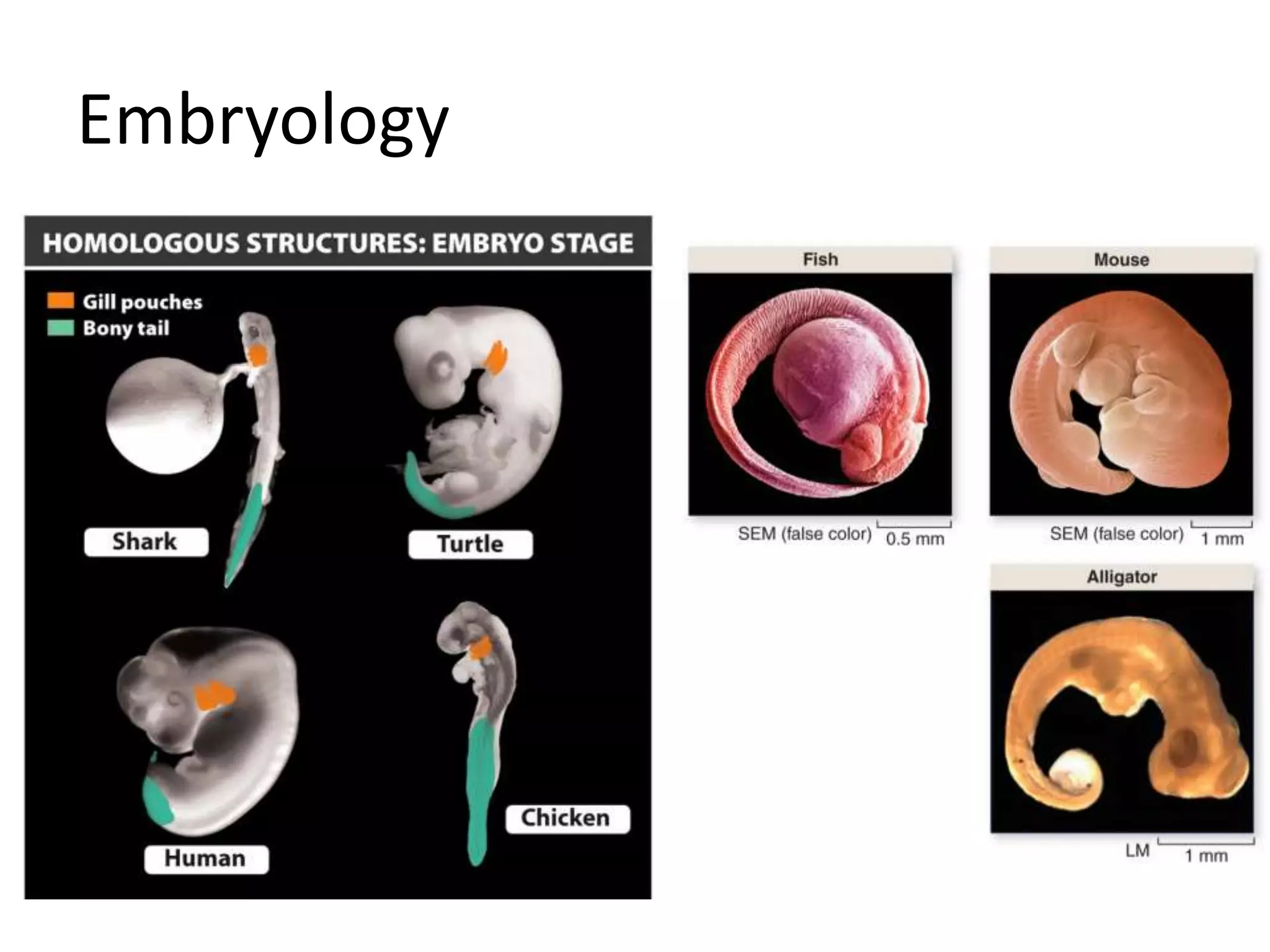 Embryology
 