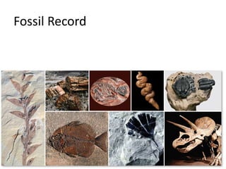 Fossil Record
 
