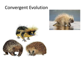 Convergent Evolution
 