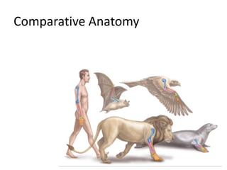 Comparative Anatomy
 