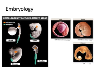 Embryology
 
