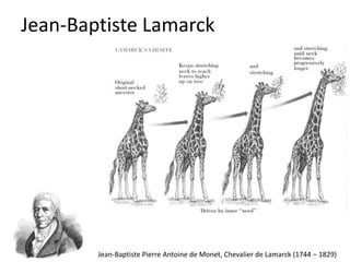 Jean-Baptiste Lamarck
Jean-Baptiste Pierre Antoine de Monet, Chevalier de Lamarck (1744 – 1829)
 