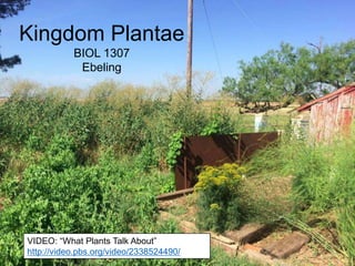 Kingdom Plantae
BIOL 1307
Ebeling
VIDEO: “What Plants Talk About”
http://video.pbs.org/video/2338524490/
 