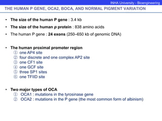 INHA University - Bioengineering
THE HUMAN P GENE, OCA2, BOCA, AND NORMAL PIGMENT VARIATION
• The size of the human P gene : 3.4 kb
• The size of the human p protein : 838 amino acids
• The human P gene : 24 exons (250–650 kb of genomic DNA)
• The human proximal promoter region
① one AP4 site
② four discrete and one complex AP2 site
③ one CF1 site
④ one GCF site
⑤ three SP1 sites
⑥ one TFIID site
• Two major types of OCA
① OCA1 : mutations in the tyrosinase gene
② OCA2 : mutations in the P gene (the most common form of albinism)
 