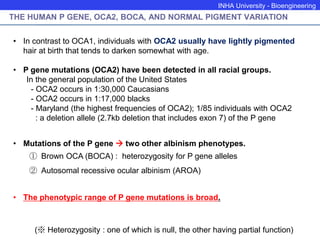 INHA University - Bioengineering
THE HUMAN P GENE, OCA2, BOCA, AND NORMAL PIGMENT VARIATION
• In contrast to OCA1, individuals with OCA2 usually have lightly pigmented
hair at birth that tends to darken somewhat with age.
• P gene mutations (OCA2) have been detected in all racial groups.
In the general population of the United States
- OCA2 occurs in 1:30,000 Caucasians
- OCA2 occurs in 1:17,000 blacks
- Maryland (the highest frequencies of OCA2); 1/85 individuals with OCA2
: a deletion allele (2.7kb deletion that includes exon 7) of the P gene
• Mutations of the P gene  two other albinism phenotypes.
① Brown OCA (BOCA) : heterozygosity for P gene alleles
② Autosomal recessive ocular albinism (AROA)
• The phenotypic range of P gene mutations is broad.
(※ Heterozygosity : one of which is null, the other having partial function)
 